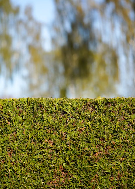 A neatly trimmed hedge composed of dense, green foliage with small, pointed leaves, extending horizontally across the foreground of the image. The hedge appears freshly cut, with a uniform height and 